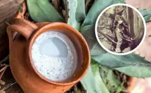 Plantas nativas en Coahuila: conoce la bebida ancestral del desierto