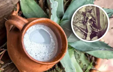 Plantas nativas en Coahuila: conoce la bebida ancestral del desierto