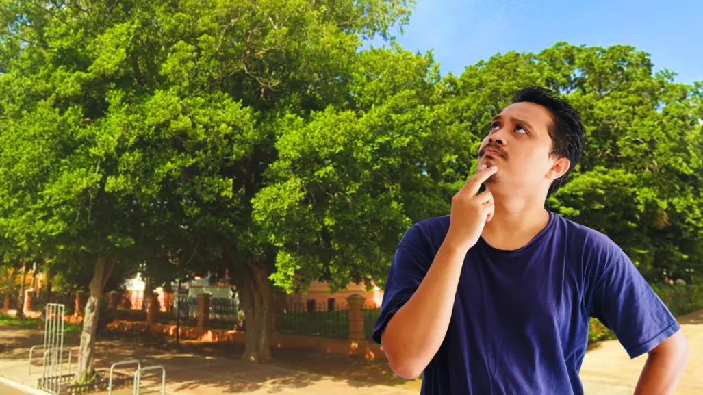 El árbol nativo de Yucatán perfecto para tener sombra en la casa