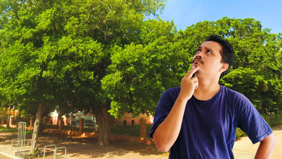 El espeso follaje de este árbol dura todo el año Foto: Canva/Alexis Lara