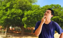 El árbol nativo de Yucatán perfecto para tener sombra en la casa