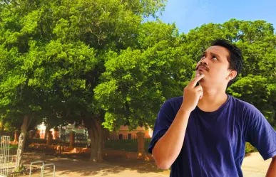 El árbol nativo de Yucatán perfecto para tener sombra en la casa