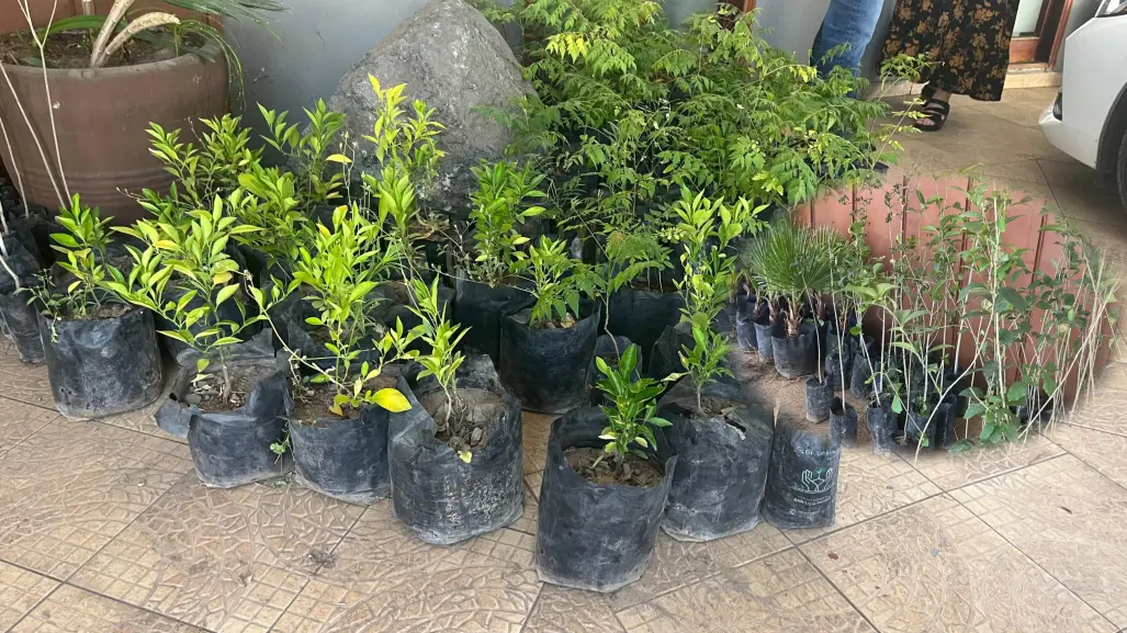 ¿Eres de Durango y quieres un árbol? ¡En este lugar te lo regalan!
