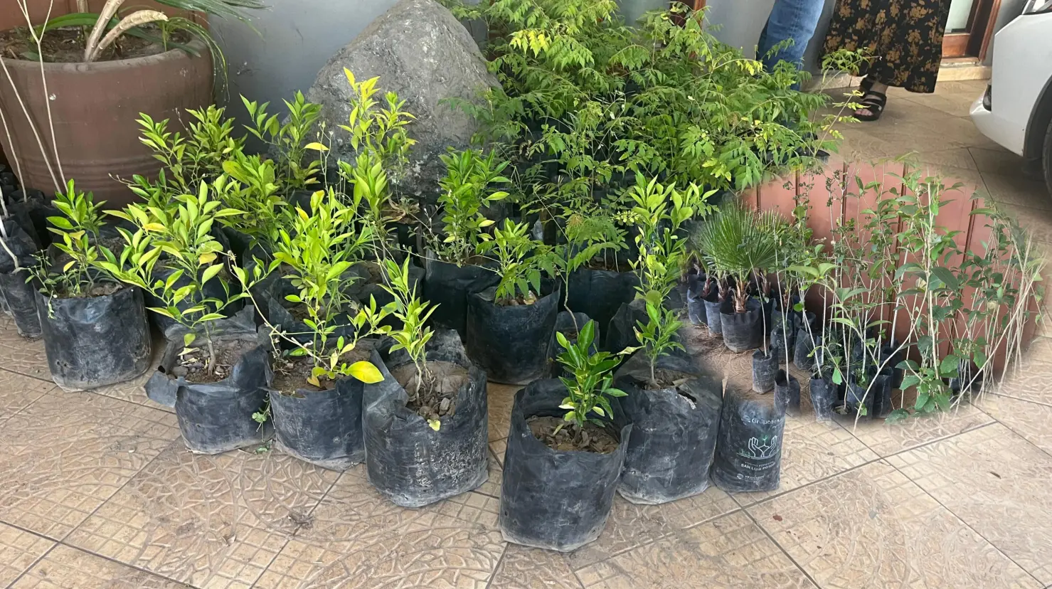 Foto: Jesús Carrillo | La ciudadanía duranguense buscará adoptar un ejemplar este Día del Árbol.