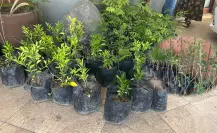 ¿Eres de Durango y quieres un árbol? ¡En este lugar te lo regalan!
