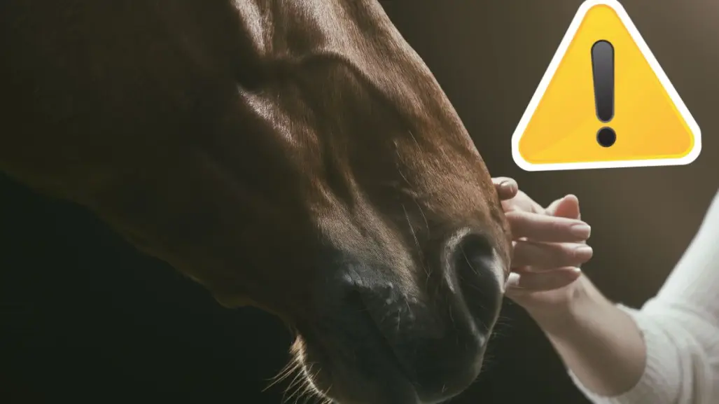 Coahuila endurece medidas contra maltrato animal tras rescate de caballo torturado en Torreón