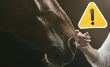 Coahuila endurece medidas contra maltrato animal tras rescate de caballo torturado en Torreón