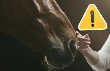 Coahuila endurece medidas contra maltrato animal tras rescate de caballo torturado en Torreón