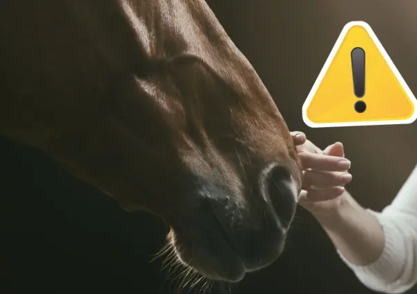 Coahuila endurece medidas contra maltrato animal tras rescate de caballo torturado en Torreón