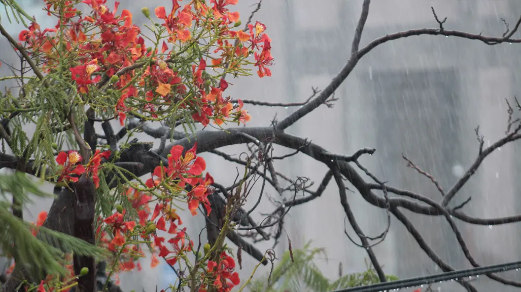 Clima en BCS: hoy jueves 15 de mayo inicia la temporada de ciclones 2025