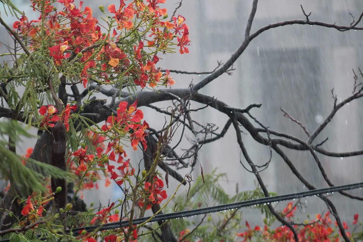 La foto sólo es ilustrativa por el arranque de la temporada de ciclones; hoy no se esperan lluvias para Baja California Sur. Foto: Modesto Peralta Delgado.