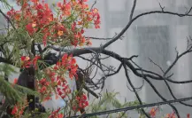 Clima en BCS: hoy jueves 15 de mayo inicia la temporada de ciclones 2025