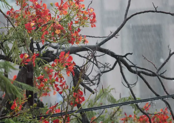 Clima en BCS: hoy jueves 15 de mayo inicia la temporada de ciclones 2025