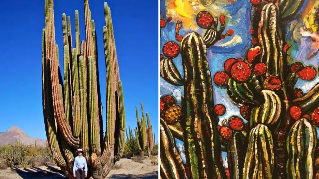 Así sobrevive el cactus cardón de BCS: vive 300 años y se reproduce solo
