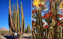 Así sobrevive el cactus cardón de BCS: vive 300 años y se reproduce solo