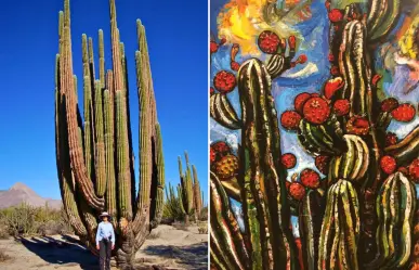 Así sobrevive el cactus cardón de BCS: vive 300 años y se reproduce solo