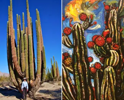 Así sobrevive el cactus cardón de BCS: vive 300 años y se reproduce solo