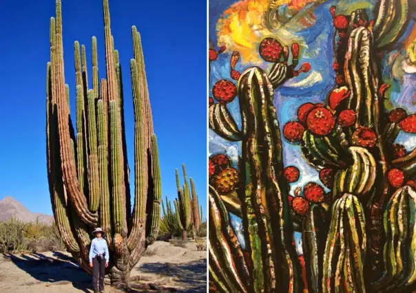 Así sobrevive el cactus cardón de BCS: vive 300 años y se reproduce solo