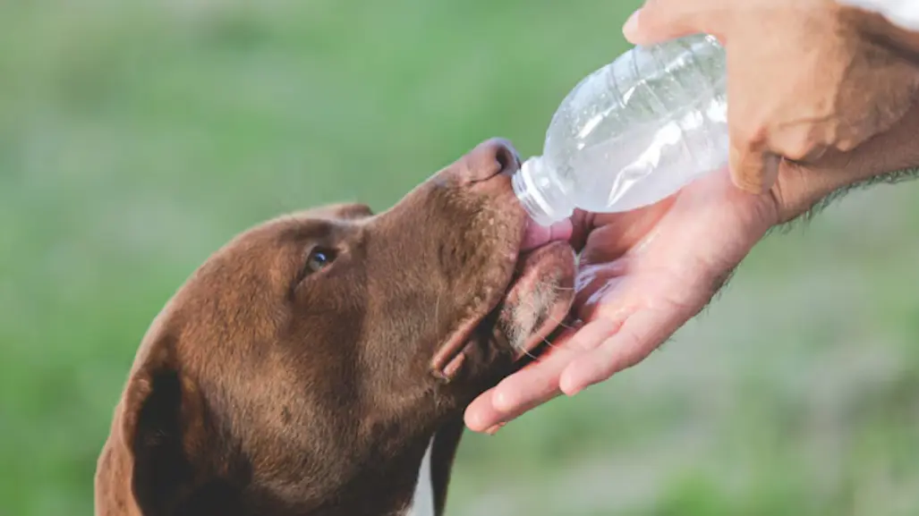 3 tips para proteger a tu mascota del calor extremo en Tamaulipas