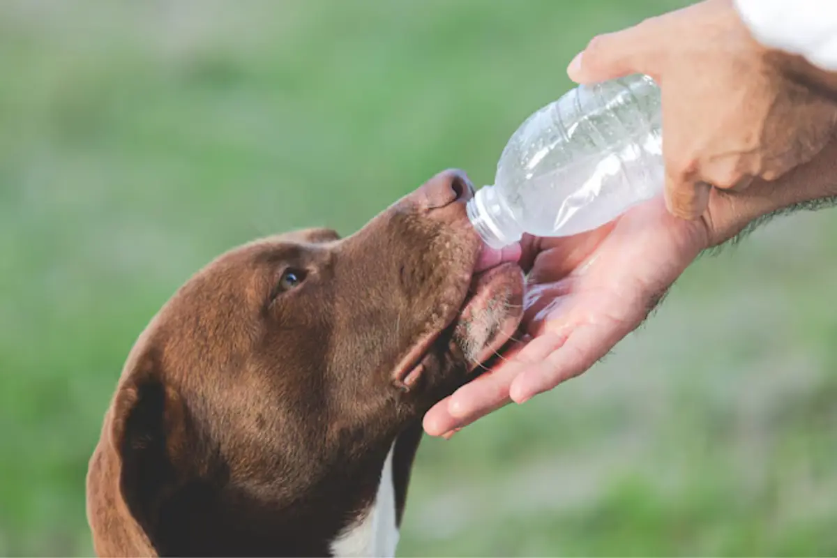 Freepik: mascota hidratandose