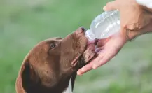 3 tips para proteger a tu mascota del calor extremo en Tamaulipas
