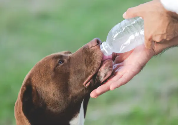 3 tips para proteger a tu mascota del calor extremo en Tamaulipas
