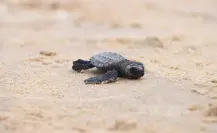 Nacen las primeras crías de tortuga Lora en Playa Tesoro; arranca temporada 2025 en Tamaulipas