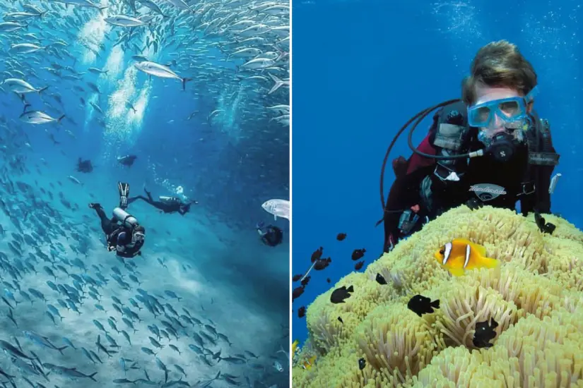 Foto: Gobierno de BCS / X | Red Sea Life / X