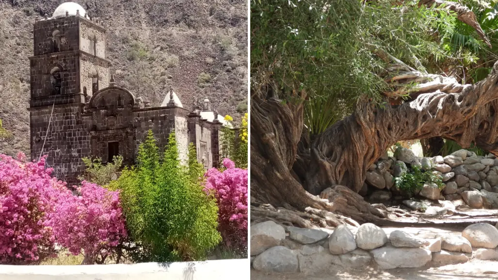 El olivo de San Javier en BCS: la leyenda del árbol que ayuda a concebir