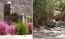 El olivo de San Javier en BCS: la leyenda del árbol que ayuda a concebir