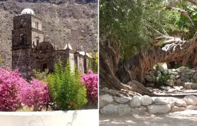 El olivo de San Javier en BCS: la leyenda del árbol que ayuda a concebir
