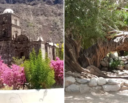 El olivo de San Javier en BCS: la leyenda del árbol que ayuda a concebir
