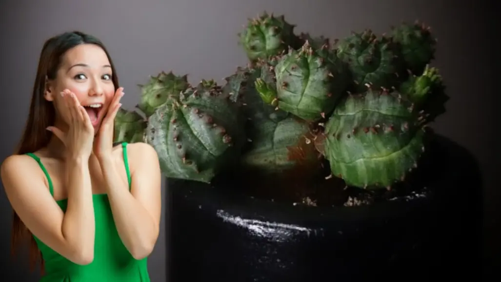 Esta suculenta es una joya botánica que debes tener en tu casa