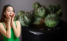 Esta suculenta es una joya botánica que debes tener en tu casa