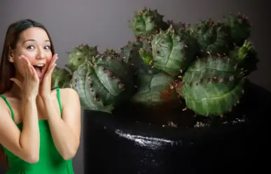 Esta suculenta es una joya botánica que debes tener en tu casa