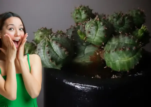 Esta suculenta es una joya botánica que debes tener en tu casa