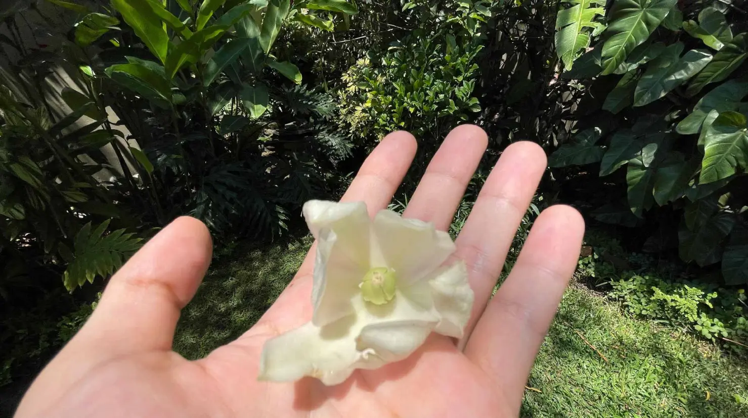 La flor que nace en el calor de Coahuila. Foto de Lifes Hectic.