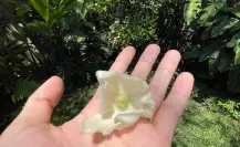 Está flor nativa de Coahuila luce más bonita en tiempo de calor