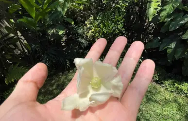 Está flor nativa de Coahuila luce más bonita en tiempo de calor