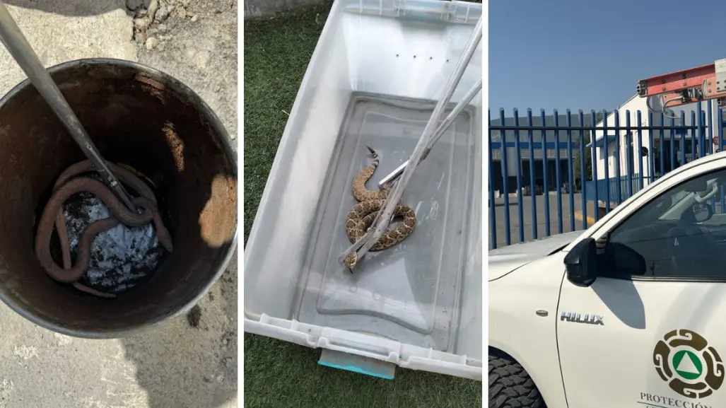 ¡Ola de calor las alborota! Víboras causan pánico en fábrica y casa de Escobedo