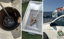 ¡Ola de calor las alborota! Víboras causan pánico en fábrica y casa de Escobedo
