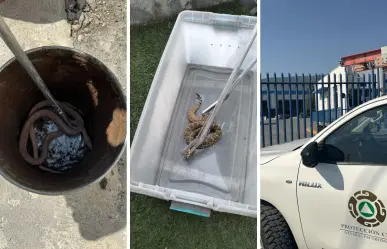 ¡Ola de calor las alborota! Víboras causan pánico en fábrica y casa de Escobedo