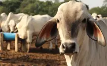 Gusano barrenador en Coahuila: ganaderos piden ayuda para terminar plaga