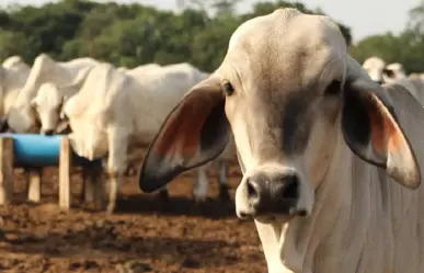Gusano barrenador en Coahuila: ganaderos piden ayuda para terminar plaga