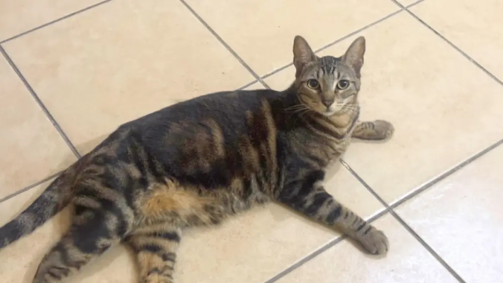 Calor extremo en Nuevo León, te decimos cómo cuidar a tus mascotas y como darles primeros auxilios en caso de golpe de calor