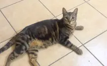 Calor extremo en Nuevo León, te decimos cómo cuidar a tus mascotas y como darles primeros auxilios en caso de golpe de calor