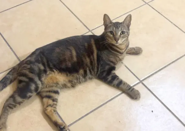 Calor extremo en Nuevo León, te decimos cómo cuidar a tus mascotas y como darles primeros auxilios en caso de golpe de calor