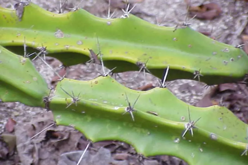 Jacubo, jacube o cruceta (Acanthocereus tetragonus). Foto: Wikipedia