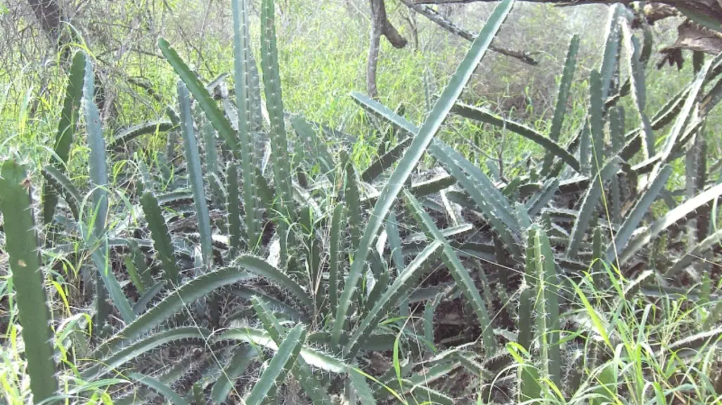 El cactus nativo de Tamaulipas que es una excelente fuente de fibra para tu organismo