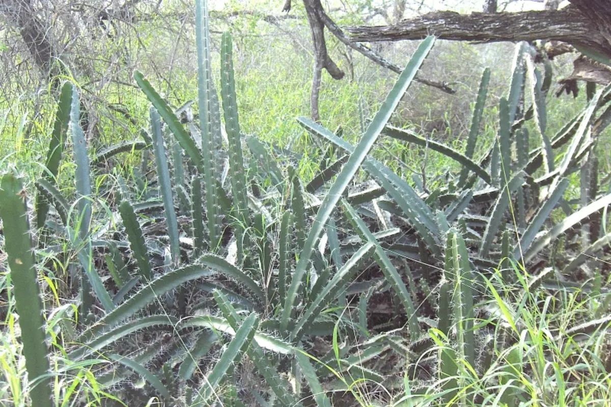 El jacubo es un popular sustituto del nopal en algunas regiones de Tamaulipas. Foto: Wikipedia